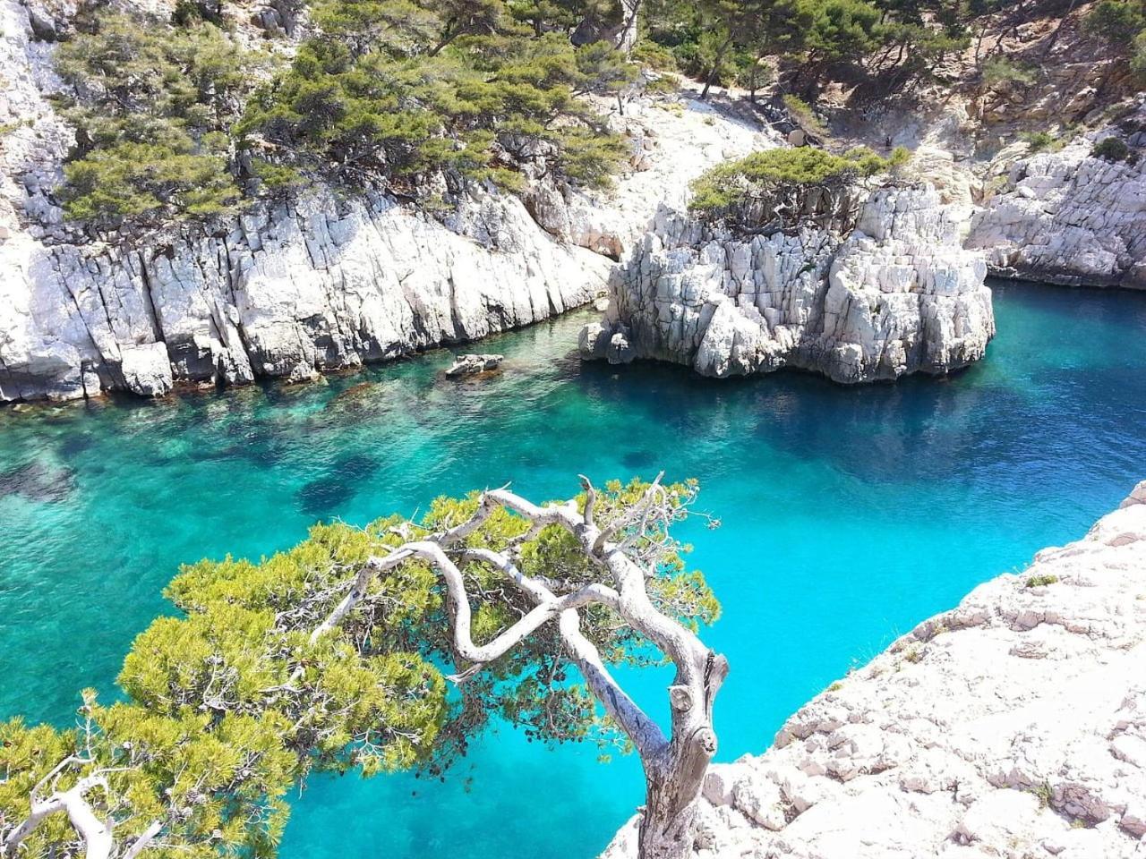 Mathaia Cassis *